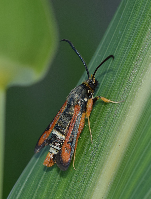 Il mio primo Sesiidae: Pyropteron (Pyropteron) chrysidiforme